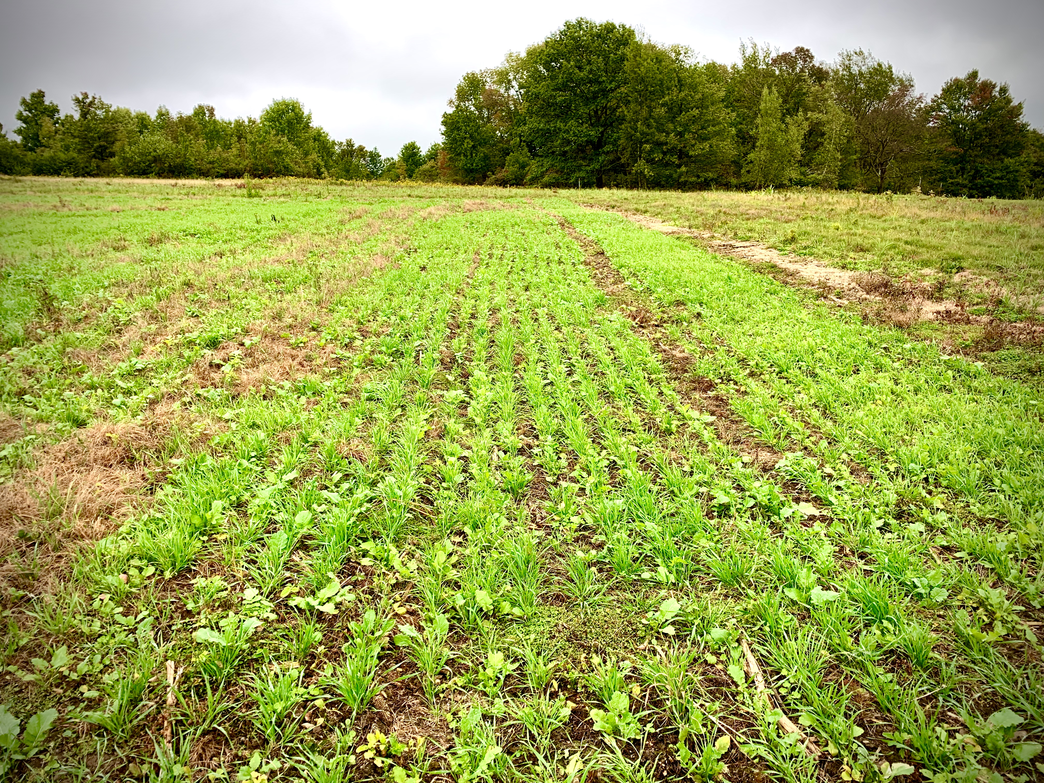 Food Plots